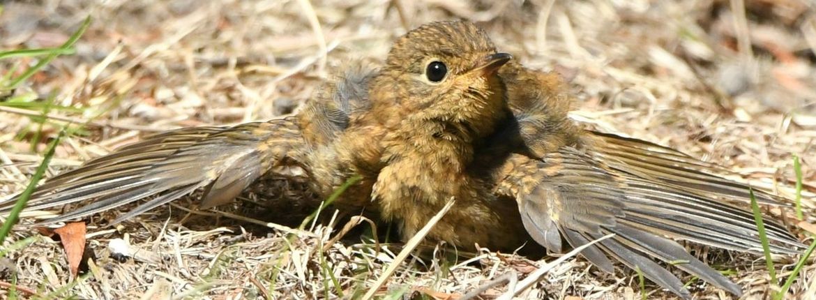 Roodborst jong / Nancy Folten Fotogalerij