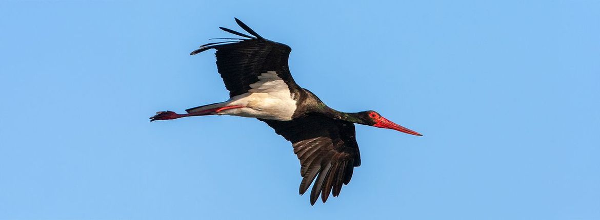 Zwarte ooievaar / Marc Guyt, AGAMI
