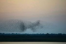 Spreeuwen in de late avond