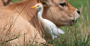 Koereiger / Pim van Schaik, Fotogalerij