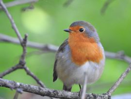 Nieuwsgierig roodborstje 