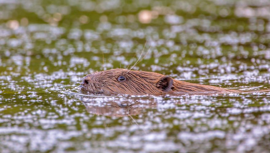 Bever in de Biesbosch / Shutterstock