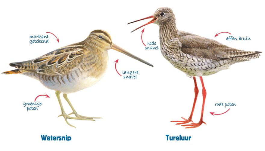 Infographic watersnip - tureluur