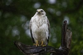 buizerd in de regen