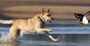 Hond verstoort scholekster / Shutterstock