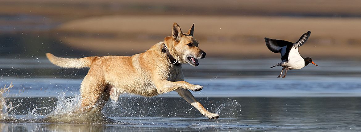 Hond verstoort scholekster / Shutterstock