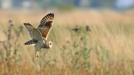 Velduil in het Ilperveld
