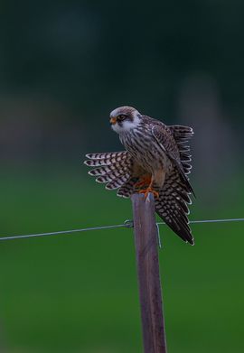 Rek- en strekoefeningen