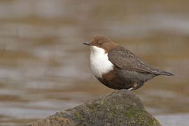 Zwartbuikwaterspreeuw