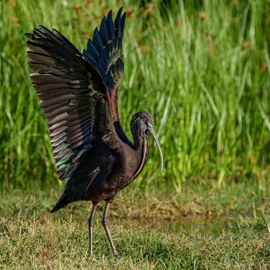 Zwarte Ibis na het bad