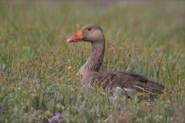 Grauwe Gans