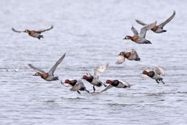 Opstijgende tafeleenden