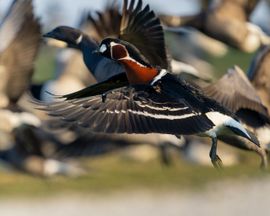 Roodhalsgans vliegt op