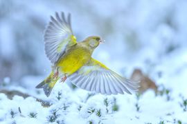 Groenling slaat zijn vleugels uit