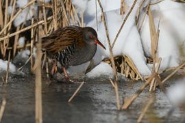 Winter weer