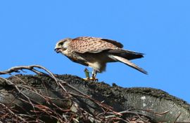 torenvalk eet zandhagedis