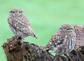 Liefde is.................