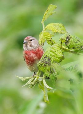 Kneu man in het groen