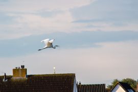 Grote zilverreiger in vlucht 