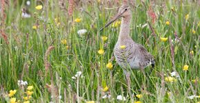 Grutto / Bernard de Jong