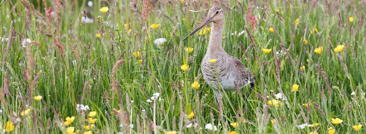Grutto / Bernard de Jong