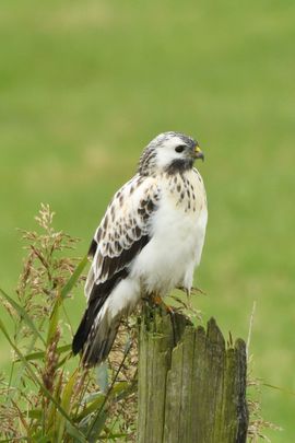 Rustende buizerd