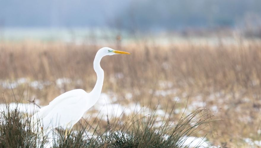 Grote zilverreiger / Piet Hein Schuijff 