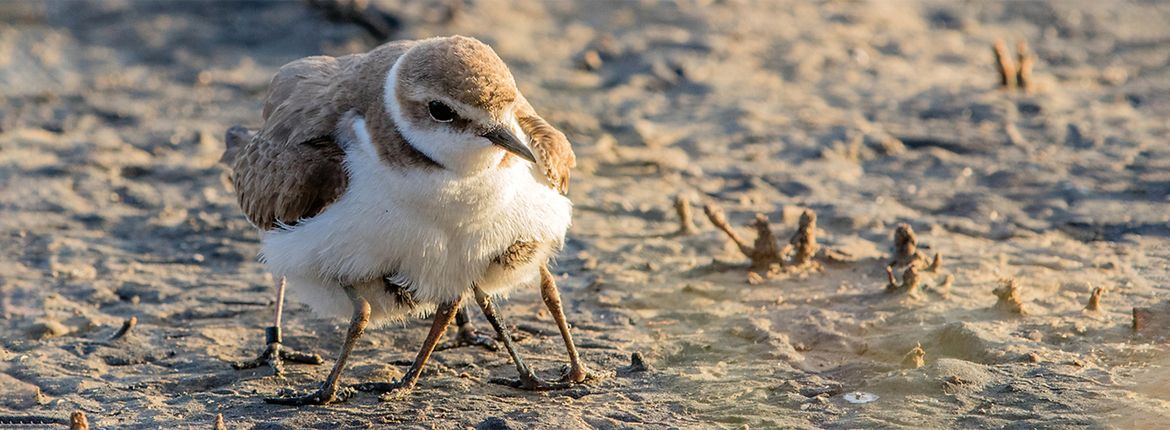 Strandplevier / Shutterstock