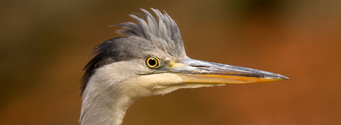 Blauwe reiger / Hans Peeters