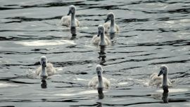 Jonge zwanen tegenlicht