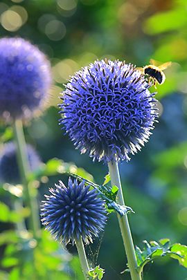 Kogeldistel / Shutterstock