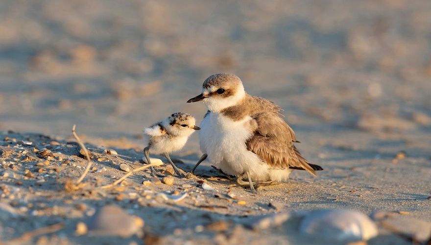 Strandplevier / Shutterstock