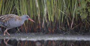 Waterral / Bart van de Riet