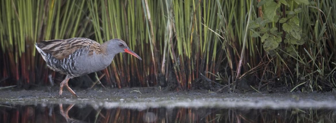 Waterral / Bart van de Riet