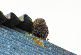Steenuil op oude schuur