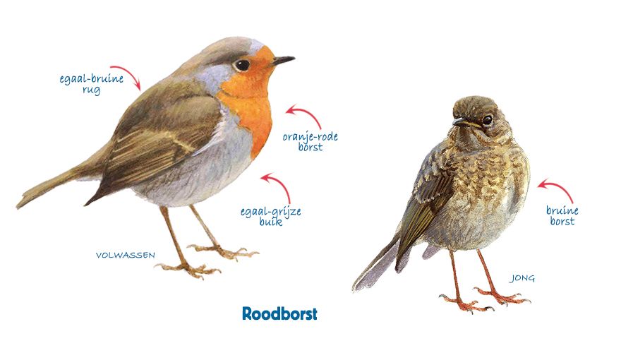 Infographic roodborst jong en volwassen