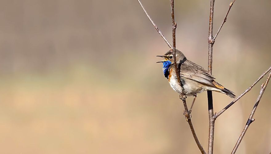 Blauwborst / Jeroen Aarsen