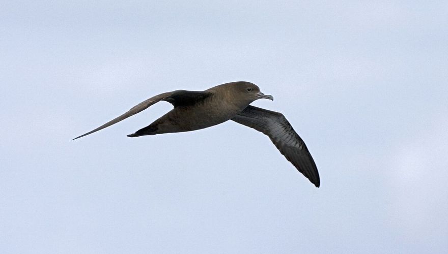 Grauwe pijlstormvogel / Marc Guyt AGAMI