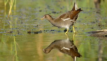 Waterhoen / Jelle de Jong