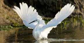 Kleine zilverreiger / Jelle de Jong