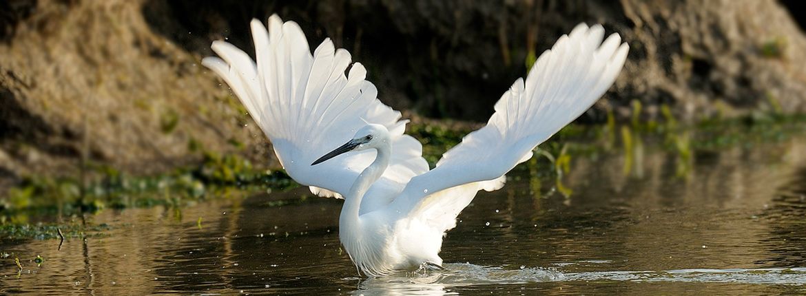 Kleine zilverreiger / Jelle de Jong