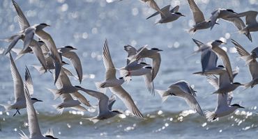 Grote stern / Pim de Voogt, Fotogalerij