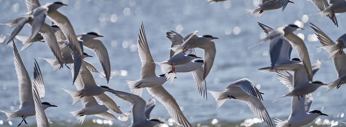 Grote stern / Pim de Voogt, Fotogalerij