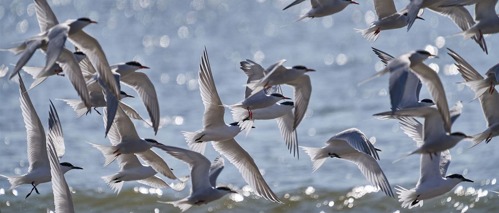 Grote stern / Pim de Voogt, Fotogalerij