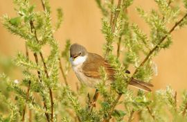 Ik zing mijn hoogste lied