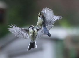 Gevecht in de lucht