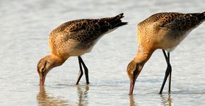 Grutto / Gerrit Gerritsen