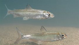 Videostill VogelBescherming IJsselmeer - baars