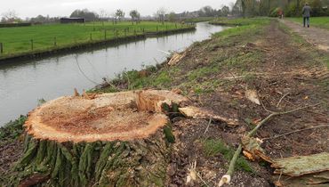 Gekapte boom / Hans Peeters