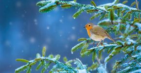 Roodborst / Shutterstock